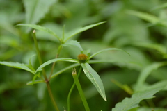 Bidens comosa