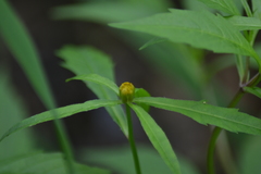 Bidens comosa