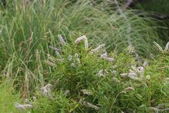 Veronica stricta stricta