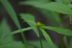 Bidens comosa