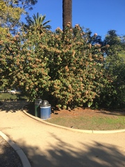 Dombeya wallichii