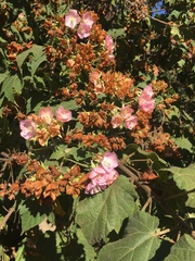 Dombeya wallichii