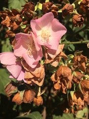 Dombeya wallichii