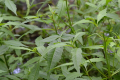 Bidens comosa