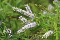 Veronica stricta stricta
