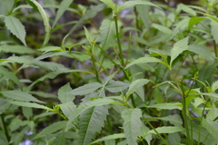 Bidens comosa