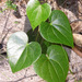 Sarcopetalum harveyanum - Photo (c) Poyt448 Peter Woodard,  זכויות יוצרים חלקיות (CC BY-SA)