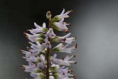 Veronica stricta stricta