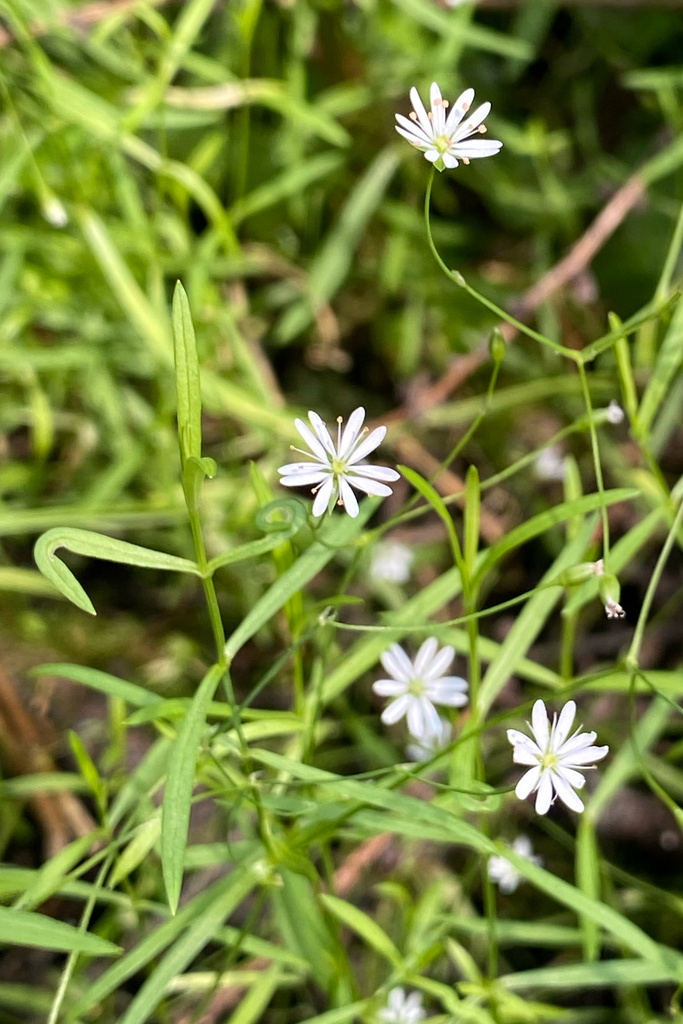 long-leaved starwort