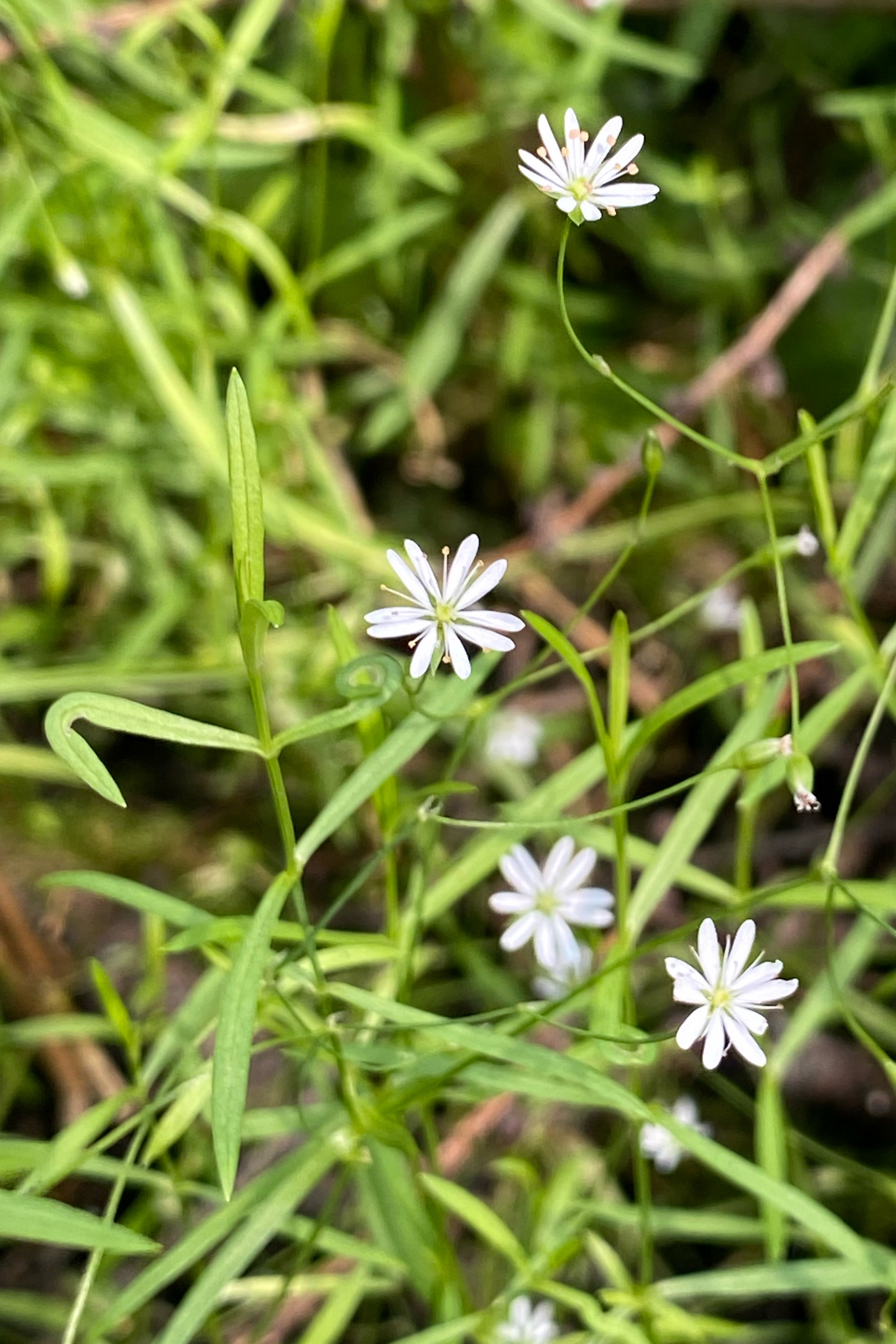 Stellaria longifolia