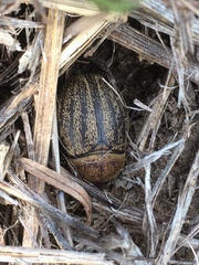 Phyllophaga lanceolata