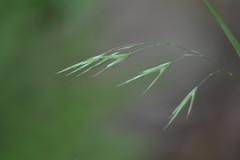 Bromus latiglumis