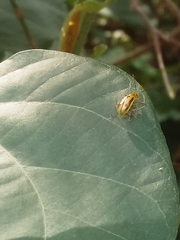 Chrysomelidae