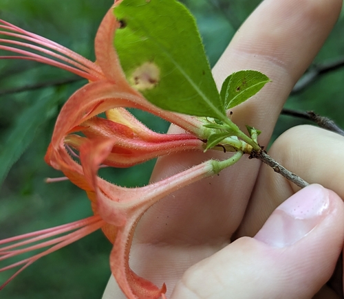 Rhododendron calendulaceum