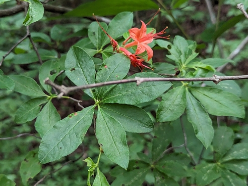 Rhododendron calendulaceum