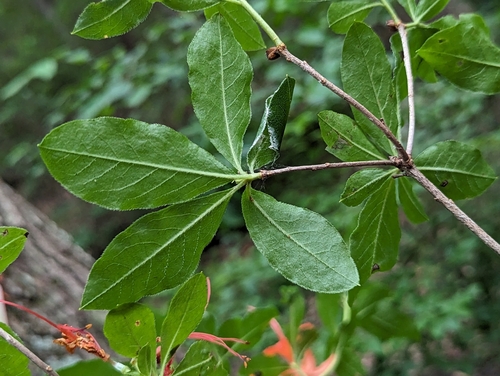 Rhododendron calendulaceum
