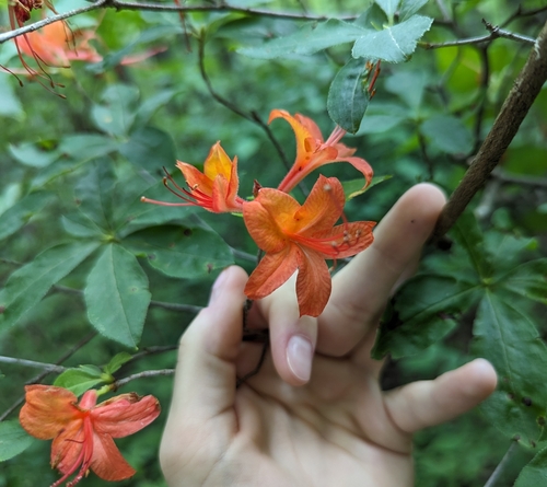 Rhododendron calendulaceum