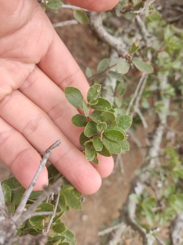 Image of Quercus cedrosensis by (c) Diego Maldonado de la Torre, some rights reserved (CC BY)