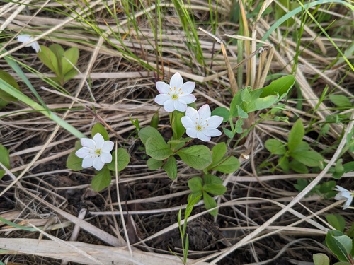 Arctic Starflower