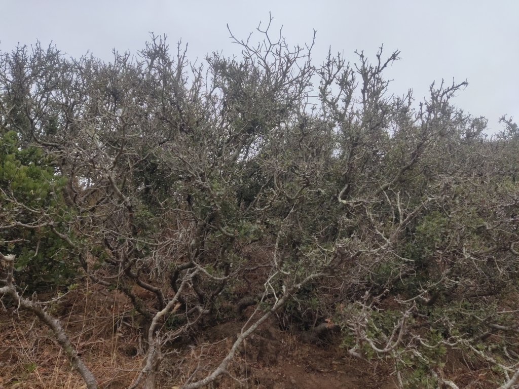 Quercus cedrosensis; photograph (c) Diego Maldonado de la Torre, some rights reserved (CC BY)