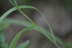 Bromus latiglumis