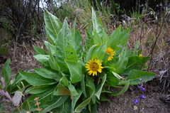 Wyethia helenioides