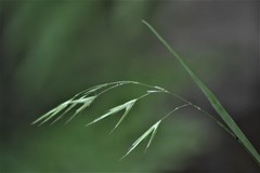Bromus latiglumis