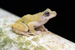 Eiffinger's Treefrog photo 3