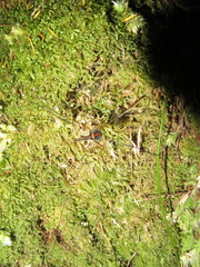 Forsteropsalis pureora