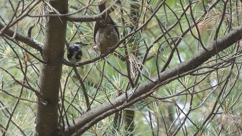 Brown-headed Cowbird photographed in Pennsylvania
