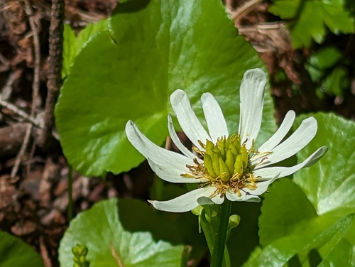Caltha biflora (Caltha biflora)