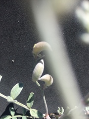 Astragalus aridus