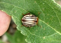 Zygogramma exclamationis