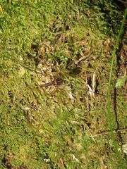 Forsteropsalis pureora