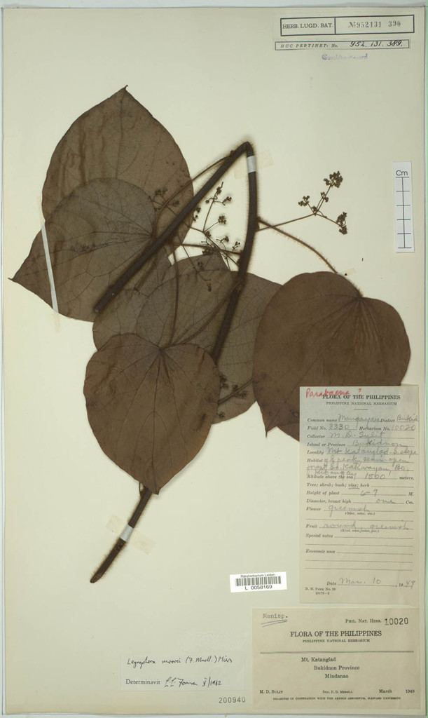 Legnephora philippinensis