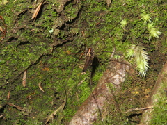 Forsteropsalis pureora