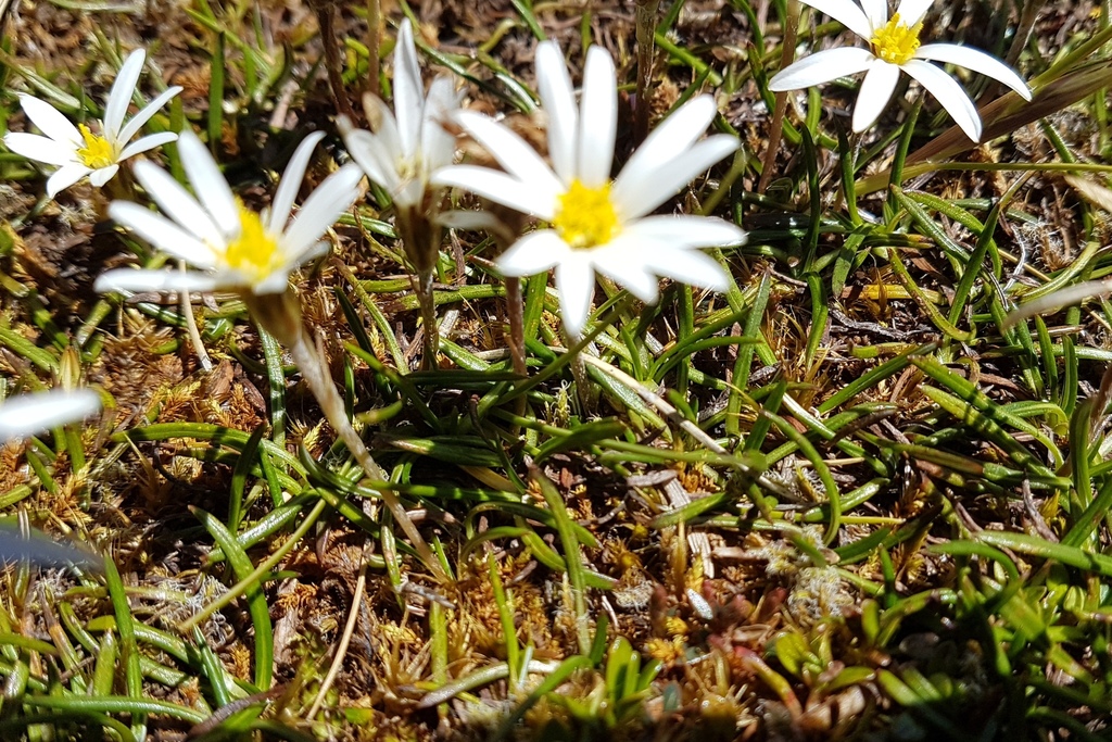 Mountain Daisy
