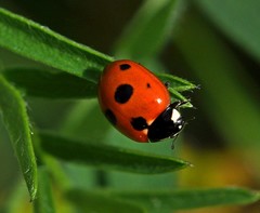Coccinella quinquepunctata