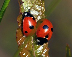 Coccinella quinquepunctata