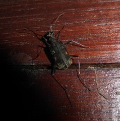 Cicindelina
