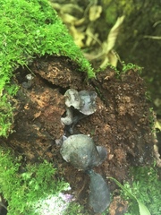 Gerronema waikanaense