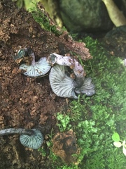 Gerronema waikanaense