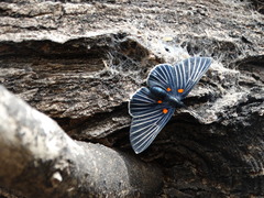 Melanis acroleuca acroleuca