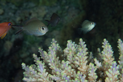 Chromis ternatensis