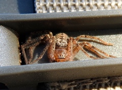 Curicaberis culiacan