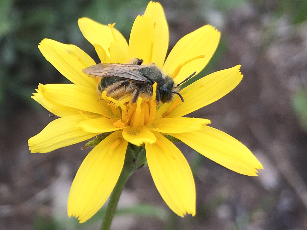 False Dandelion Miner Bee