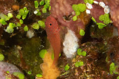 Trimma macrophthalmus