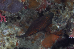 Canthigaster janthinoptera