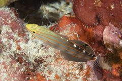 Koumansetta rainfordi