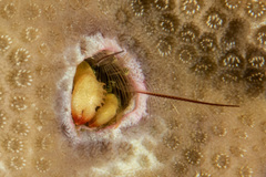 Paguritta corallicola